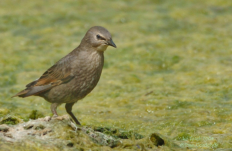 Common Starling