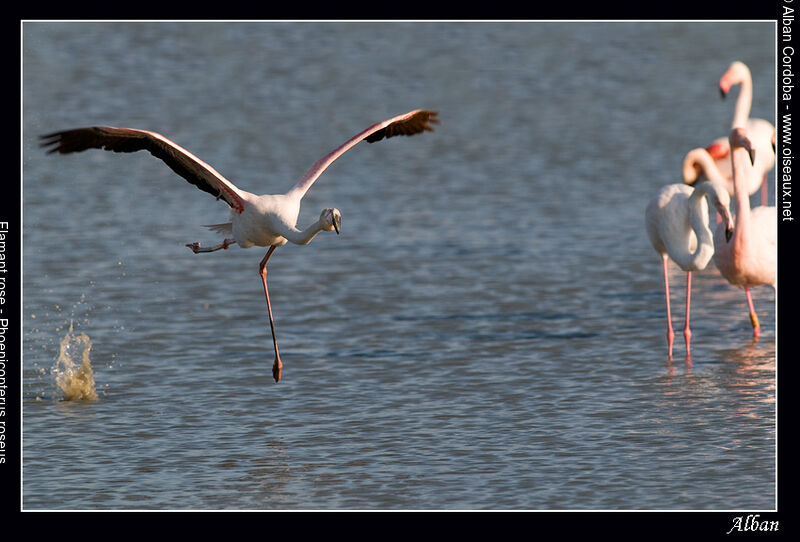 Flamant rose