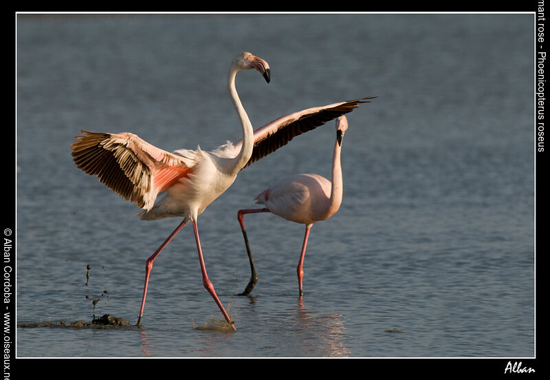 Flamant rose