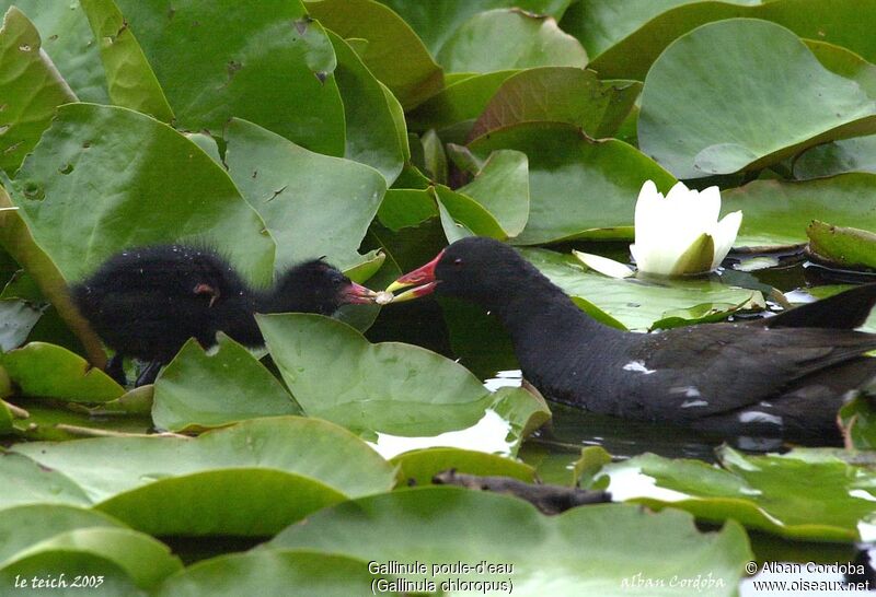 Gallinule poule-d'eau