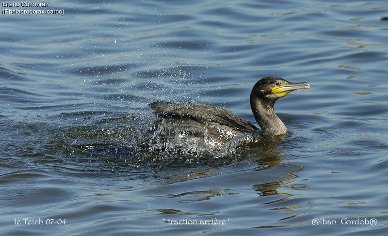 Great Cormorant