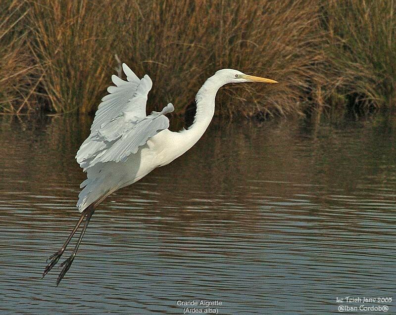 Grande Aigrette