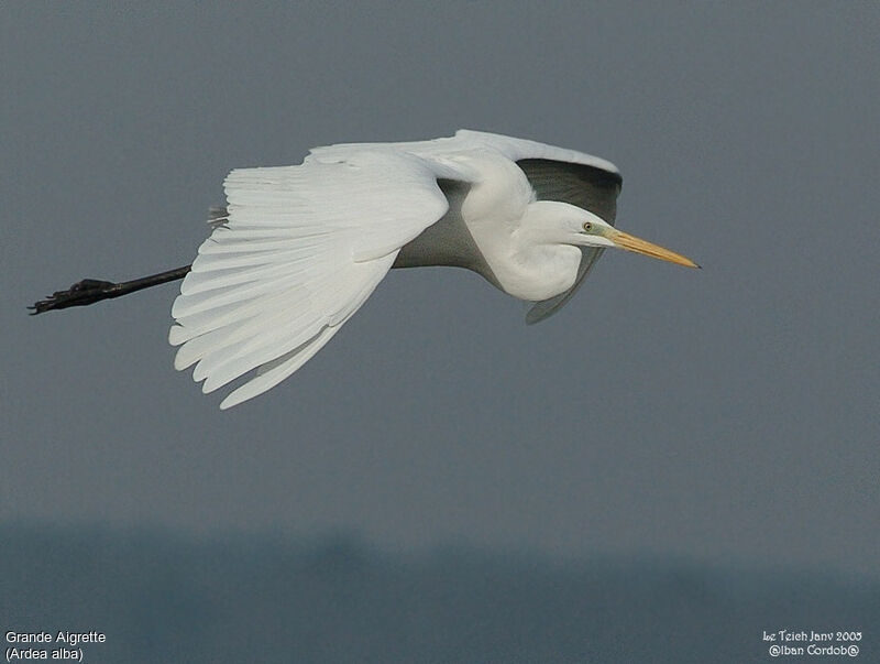 Grande Aigrette