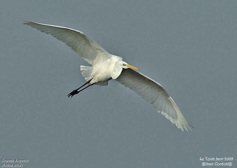 Great Egret