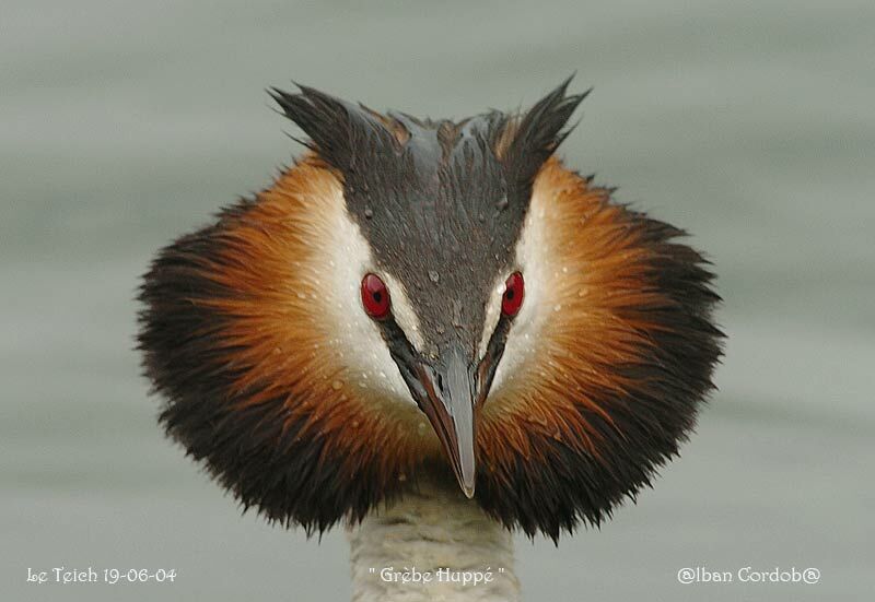 Great Crested Grebe