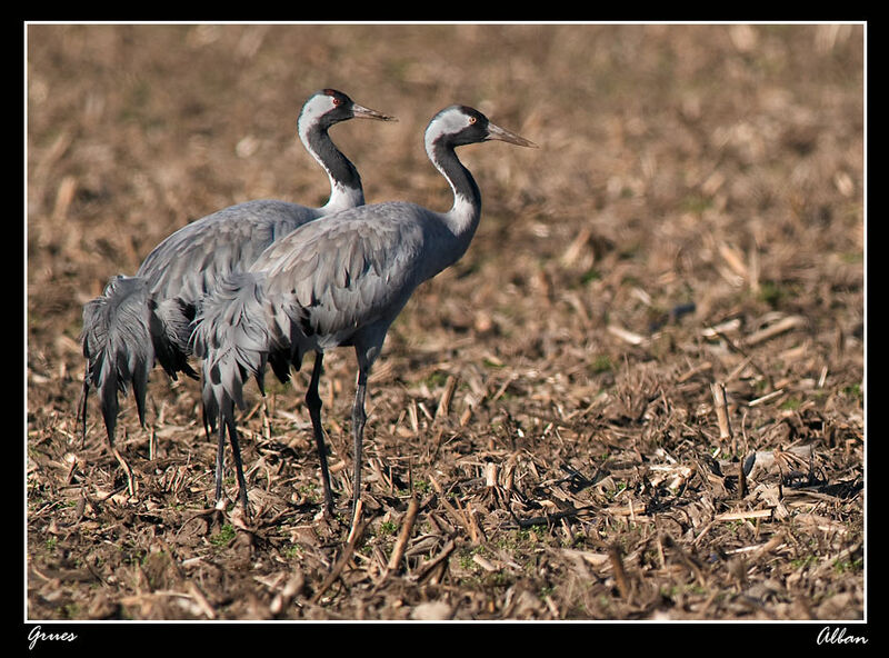 Common Crane