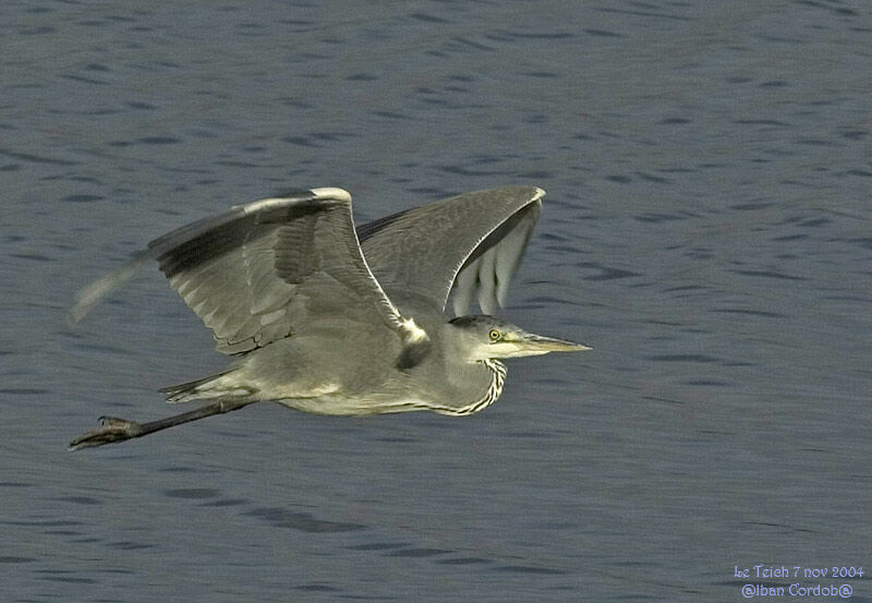 Grey Heron