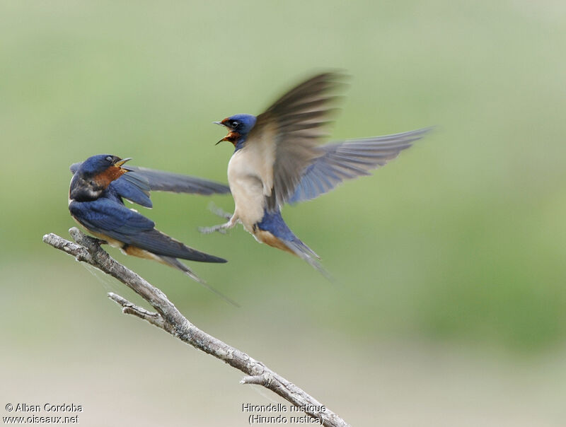 Barn Swallow