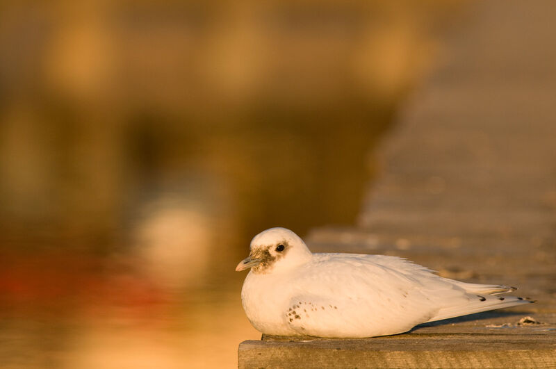 Ivory Gull