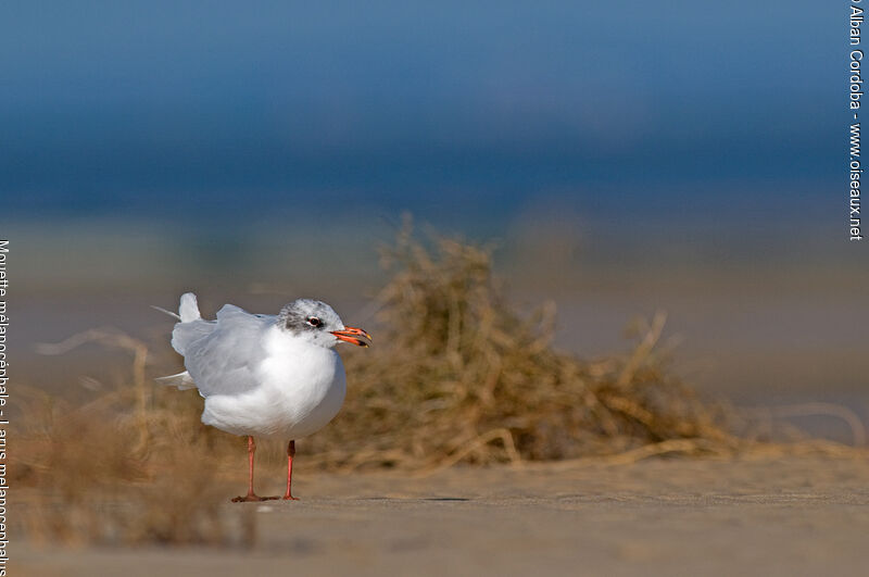 Mediterranean Gull