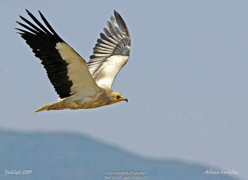 Egyptian Vulture