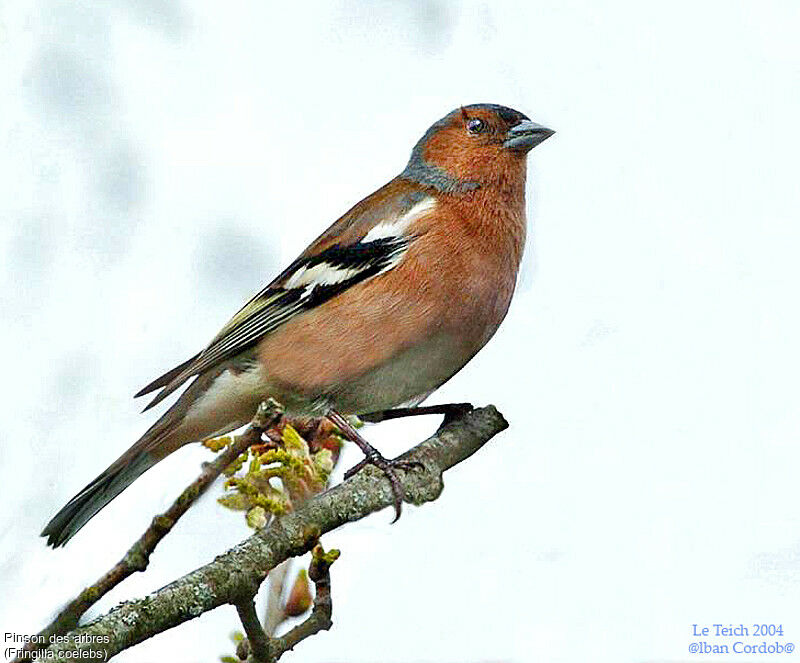 Eurasian Chaffinch