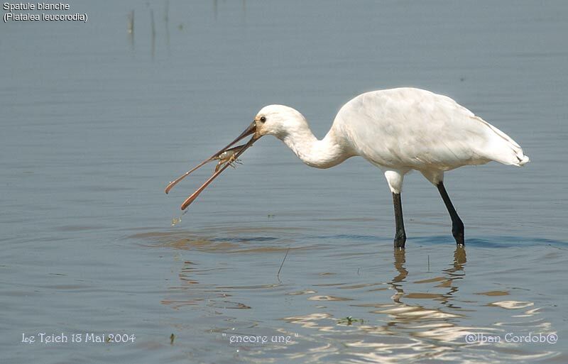 Spatule blanche