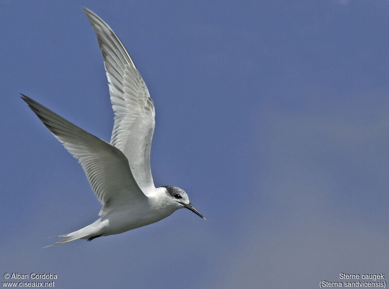 Sandwich Tern