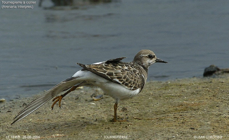 Ruddy Turnstone