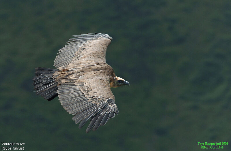 Griffon Vulture