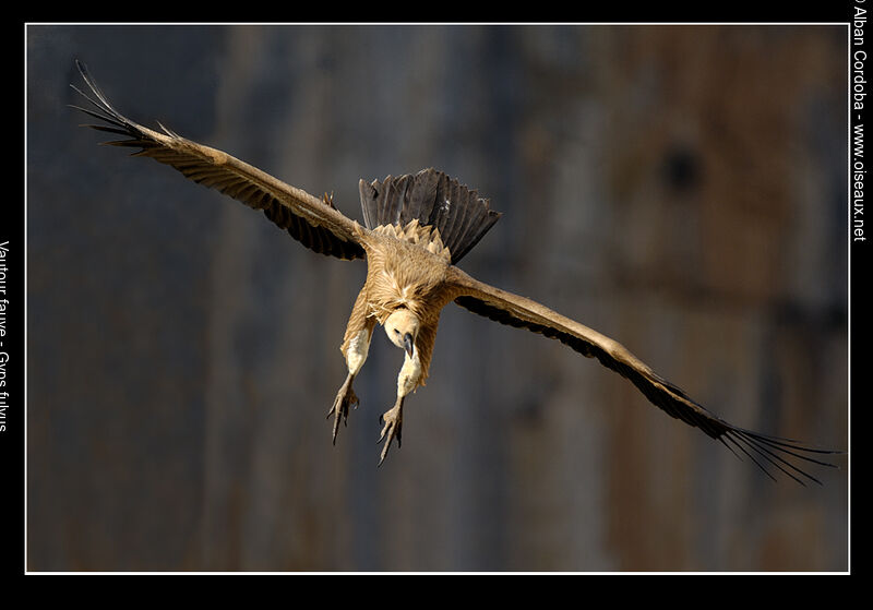 Vautour fauve