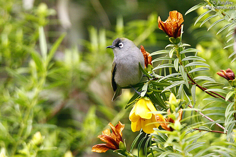 Zostérops de la Réunion