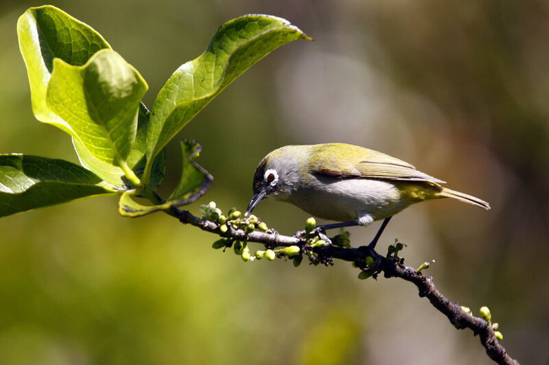 Zostérops de la Réunion