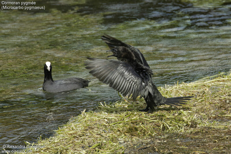 Pygmy Cormorantadult, identification