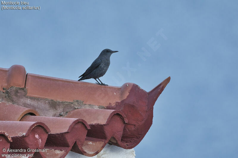 Blue Rock Thrush male, identification