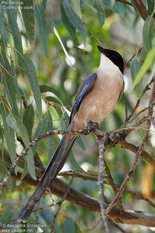 Iberian Magpie, habitat