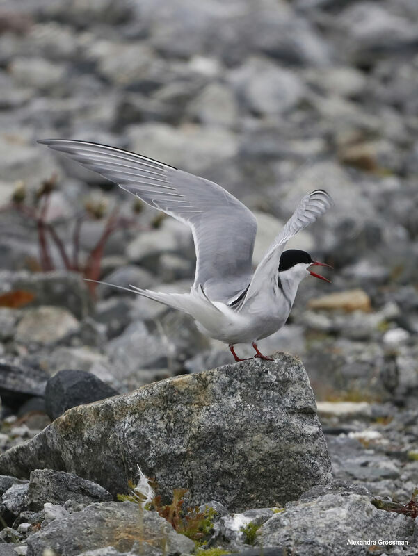 Arctic Ternadult, identification, song