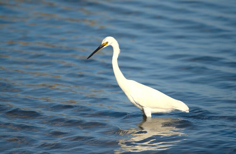 Dimorphic Egret