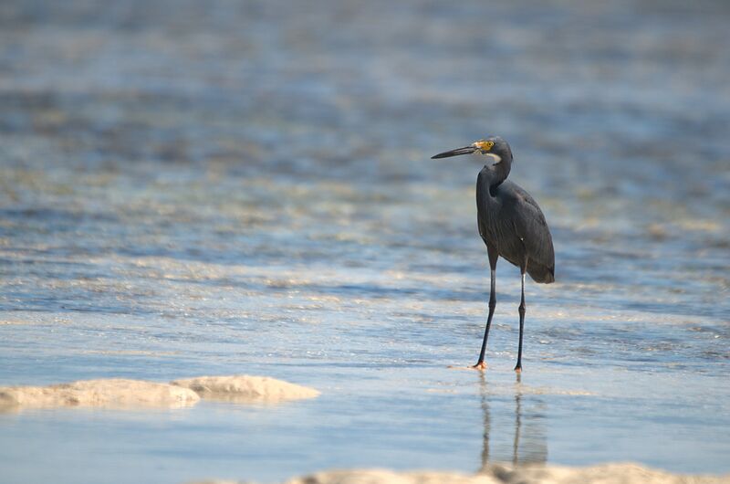 Aigrette dimorphe