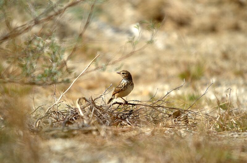 Madagascar Lark