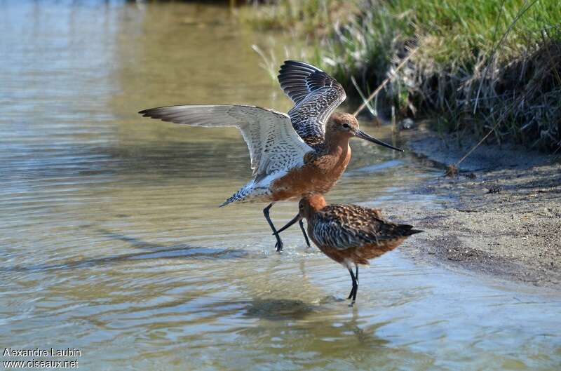 Bar-tailed Godwit male adult, pigmentation, Behaviour