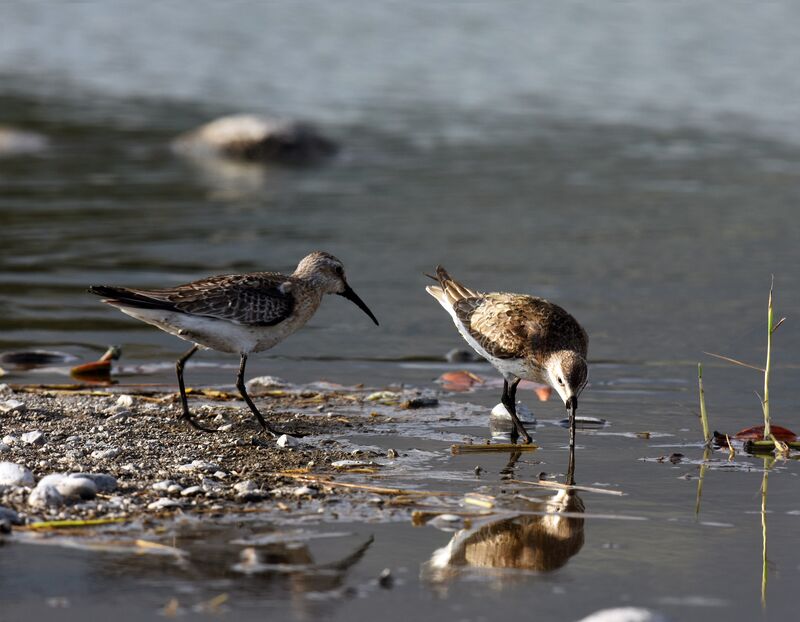 Curlew Sandpiper