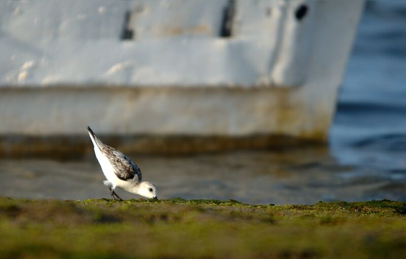 Sanderling