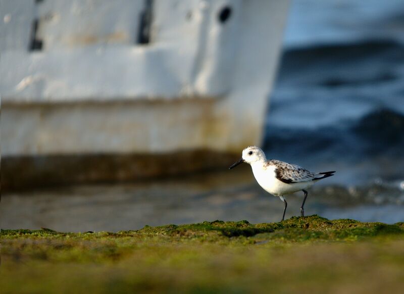 Sanderling