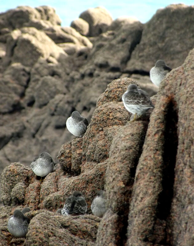 Purple Sandpiper