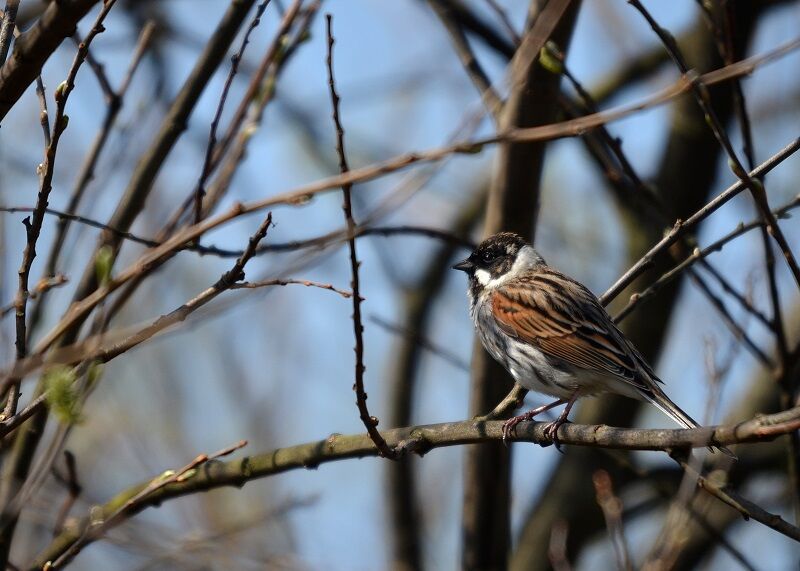 Bruant des roseaux