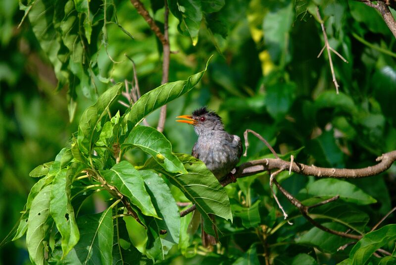 Malagasy Bulbul