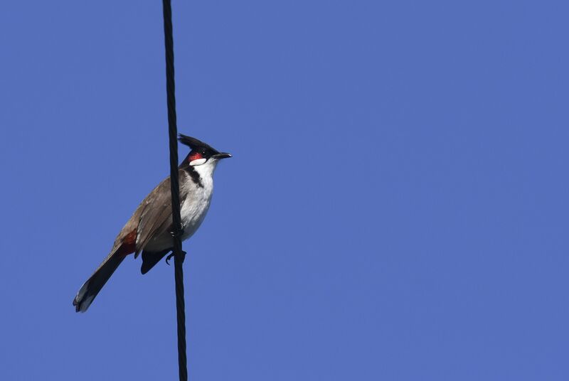 Red-whiskered Bulbul