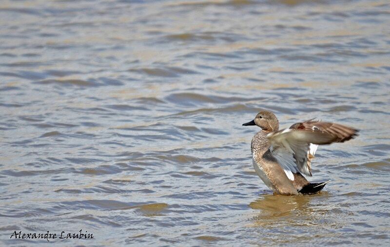 Gadwall