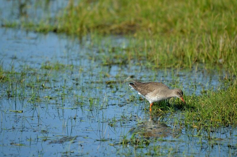 Common Redshank