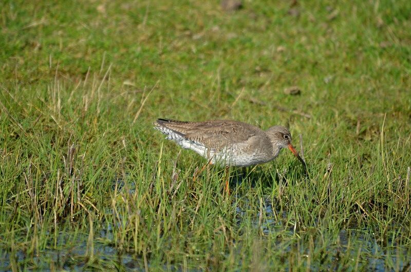 Common Redshank