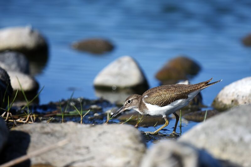 Common Sandpiper