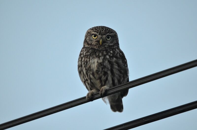 Little Owl