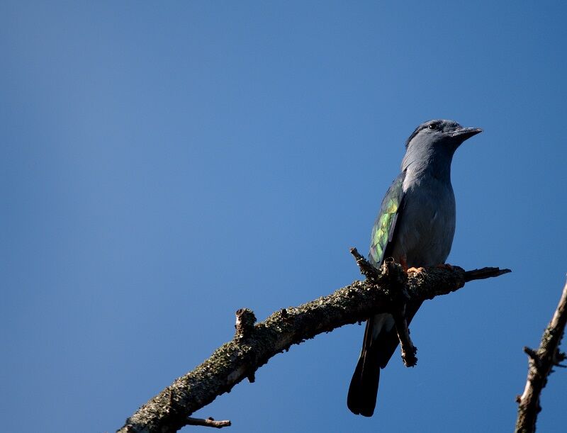 Cuckoo-roller male