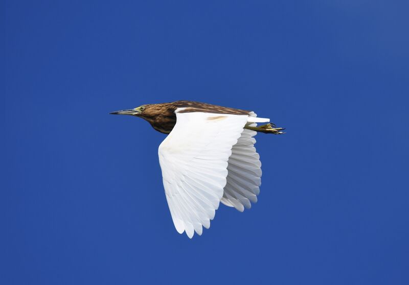 Malagasy Pond Heron