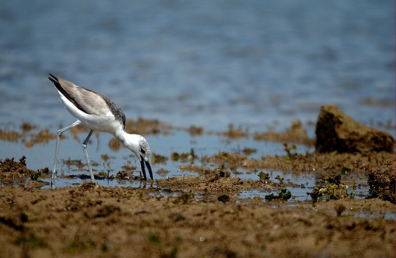 Crab-plover