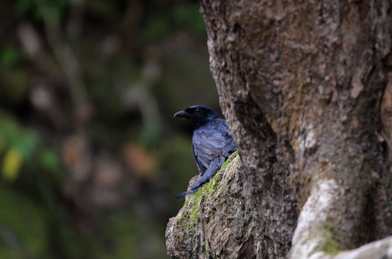 Mayotte Drongo