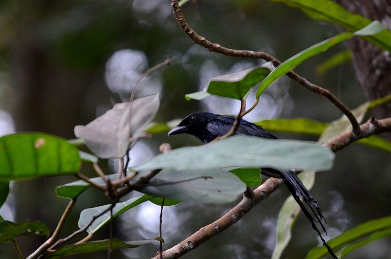 Drongo de Mayotte