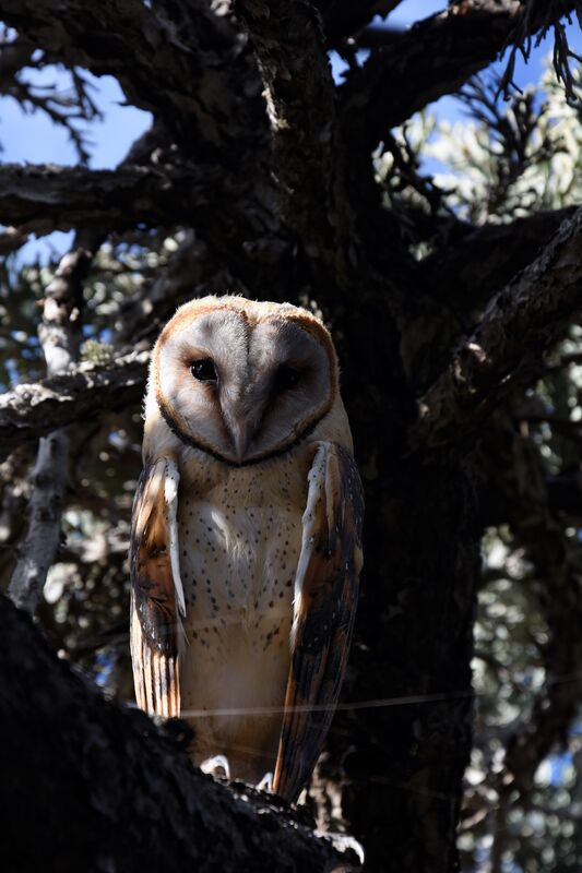 Western Barn Owl