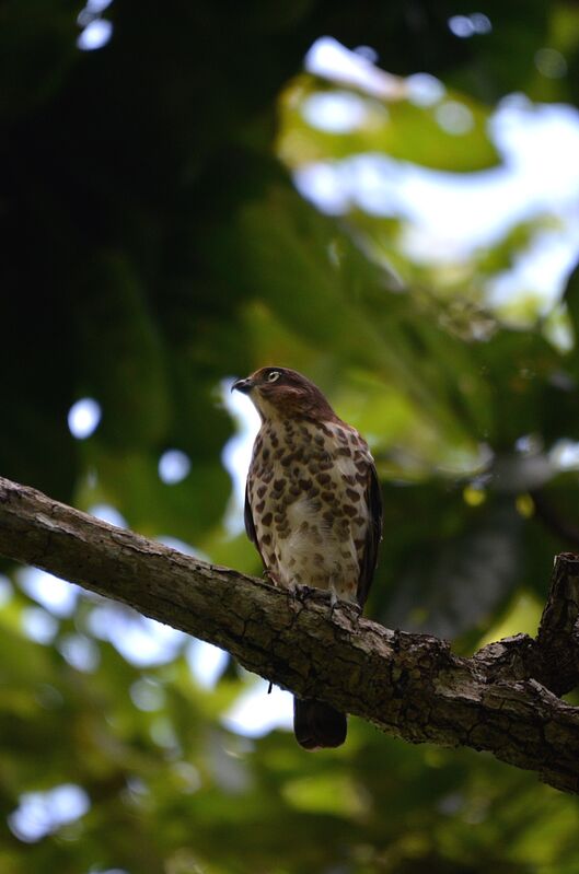 Frances's SparrowhawkFirst year